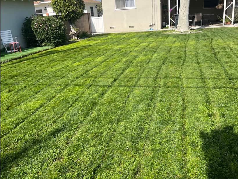 Large back lawn cut in stripes on a weekly visit in Anaheim