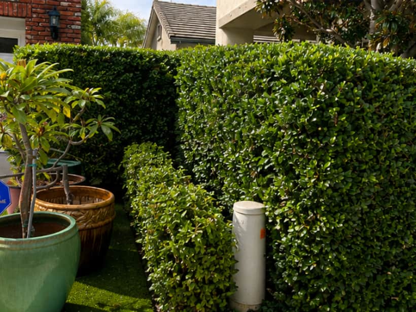 The same hedge squared off and cut level after trimming